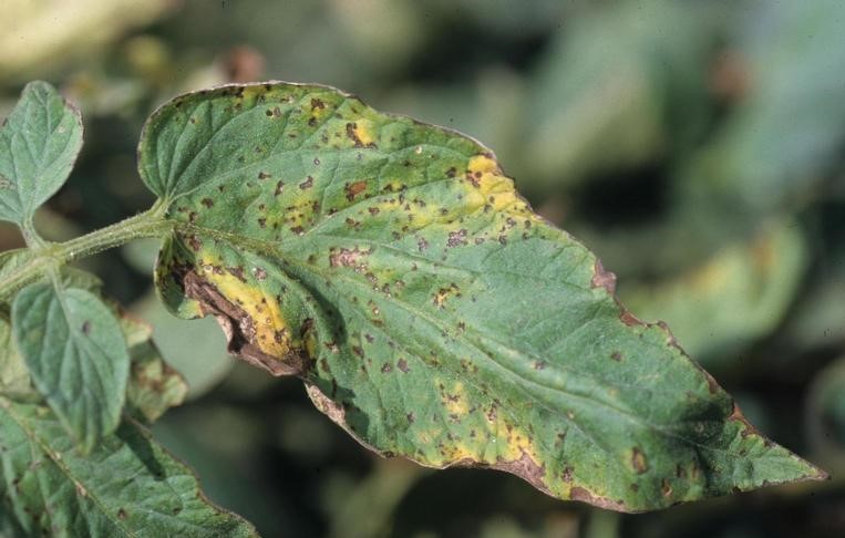 Pustular Spotting of Tomato Fruits (Pseudomonas syringae pv. tomato (Okabe))