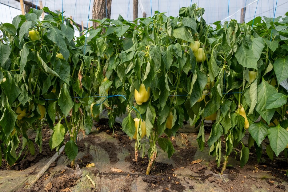 Verticillium wilt of pepper (Verticillium dahliae Kleb.)
