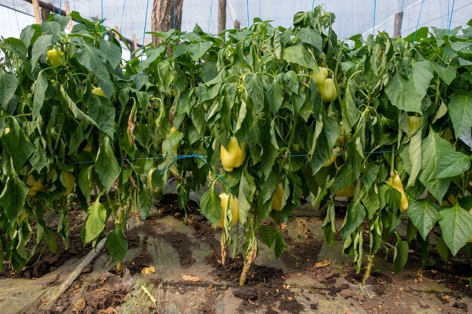 Verticillium wilt of pepper (Verticillium dahliae Kleb.)
