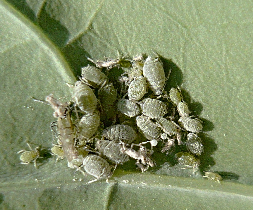 Cabbage Aphid (Brevicoryne brassicae)