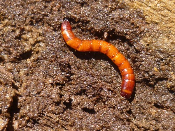 Wireworm (Agriotes spp)