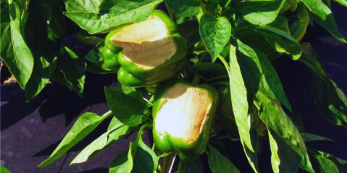 Sunscald on peppers