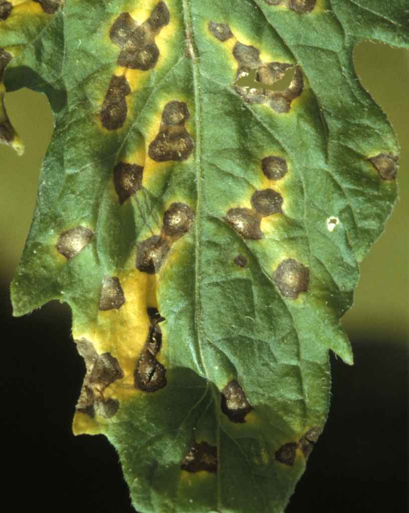 WHITE SPOT OF TOMATO LEAVES – Septoria lycopersici
