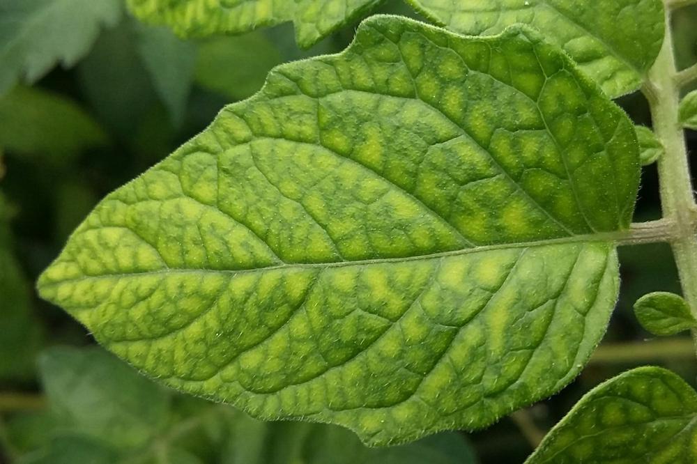 Iron Deficiency in Peppers