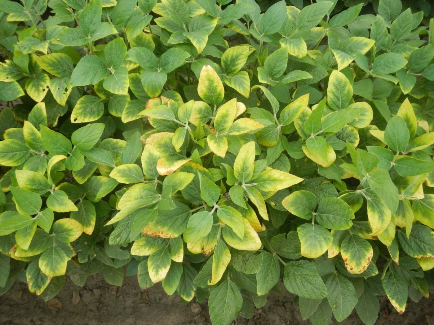 Potassium Deficiency in Peppers