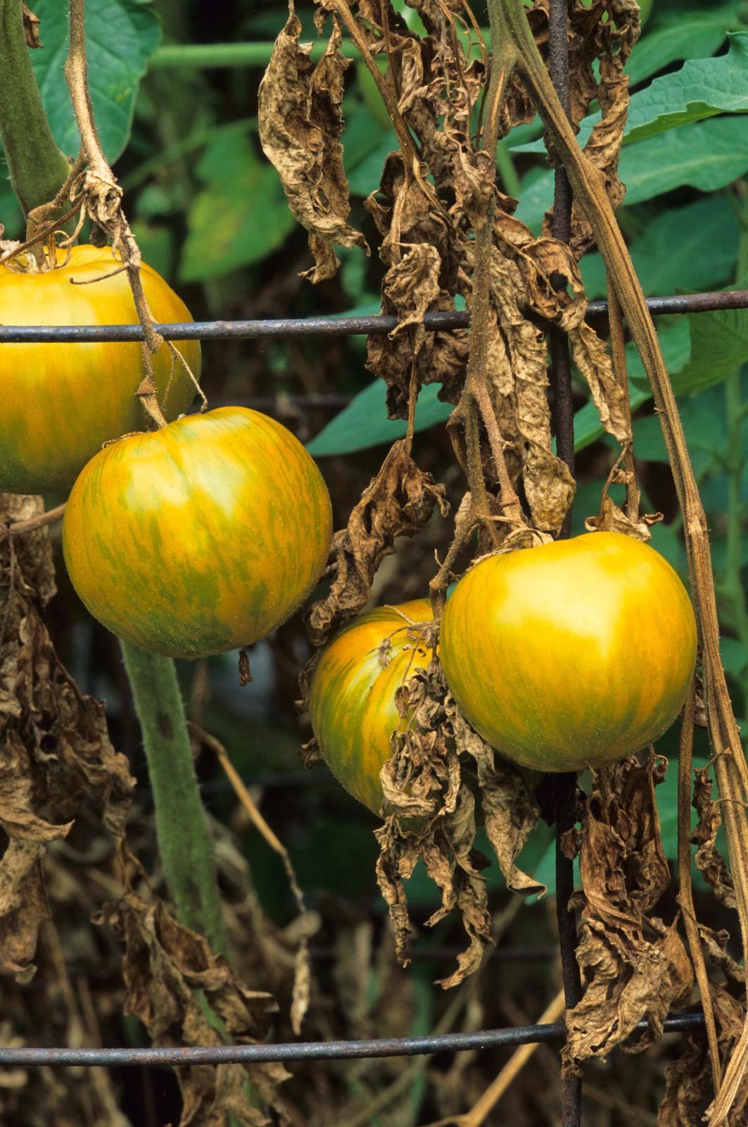 Fusarium wilt of tomatoes (Fusarium oxysporum Schi.f.sp. lycopersici)