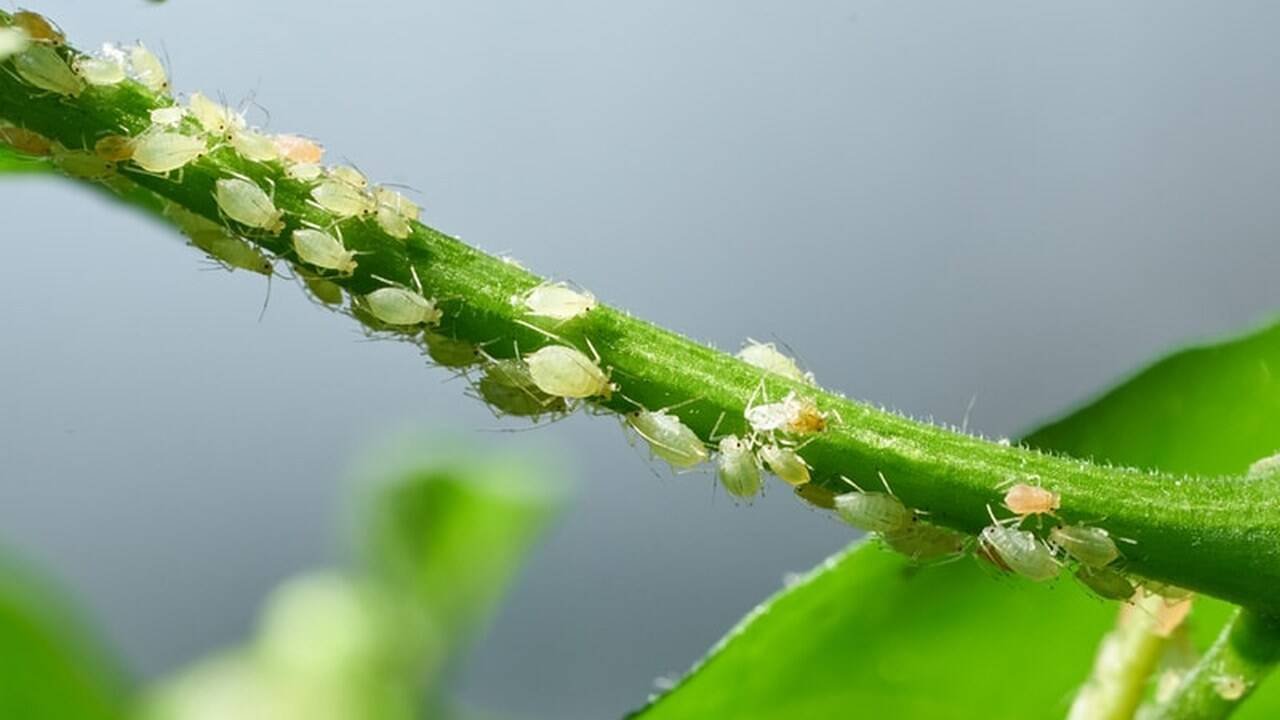 Afidele (Myzus persicae)
