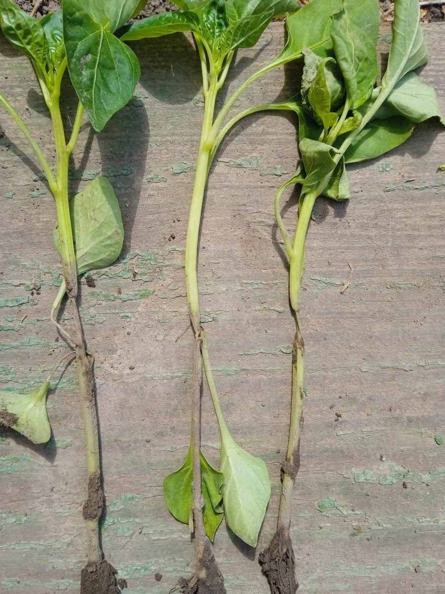 Putrezirea (căderea plăntuțelor de ardei) - Pythium debaryanum