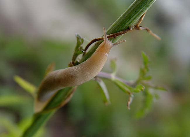 Gray slug (Deroceras agreste)