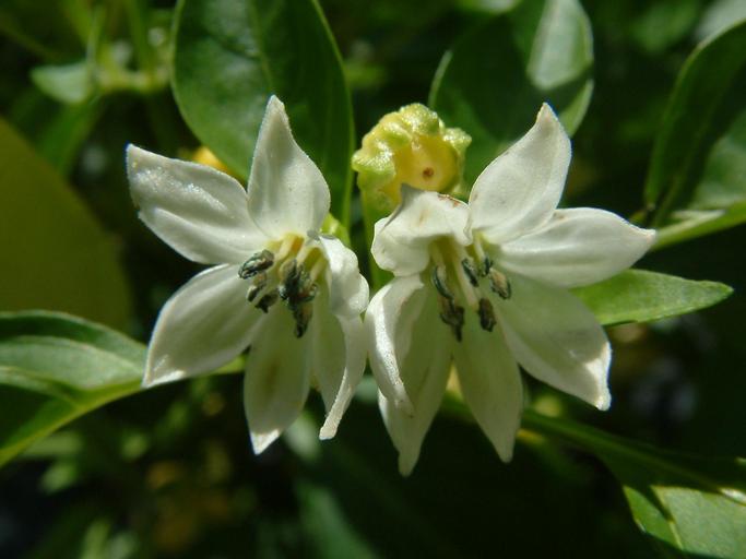 Flower Drop in Peppers