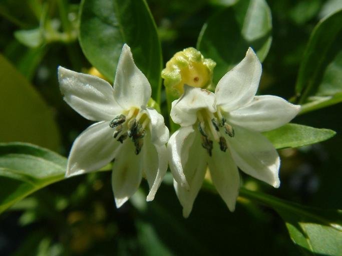Flower Drop in Peppers