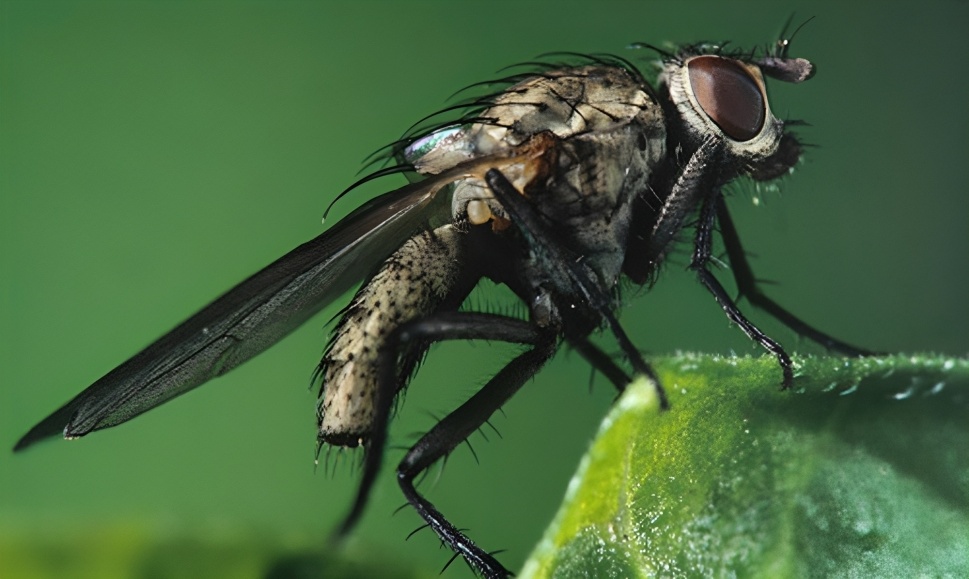 Plant fly (Delia platura Meig.)