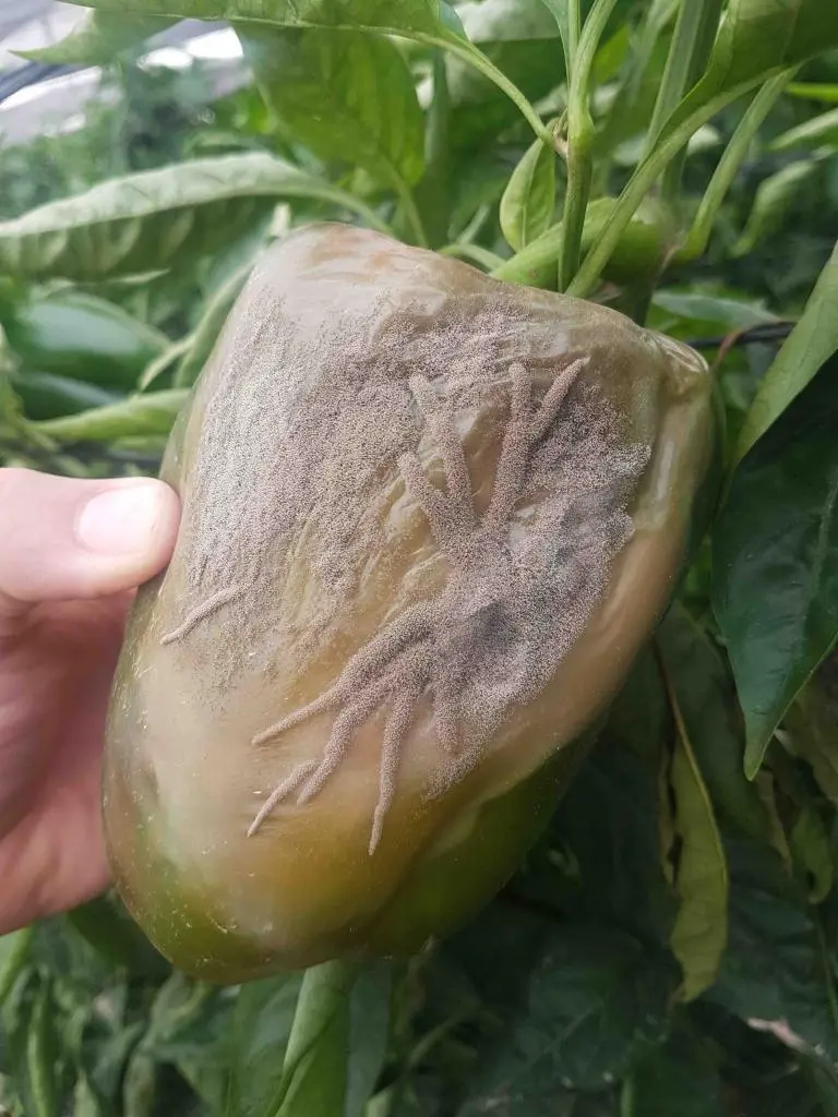 Gray rot (Botrytis cinerea)