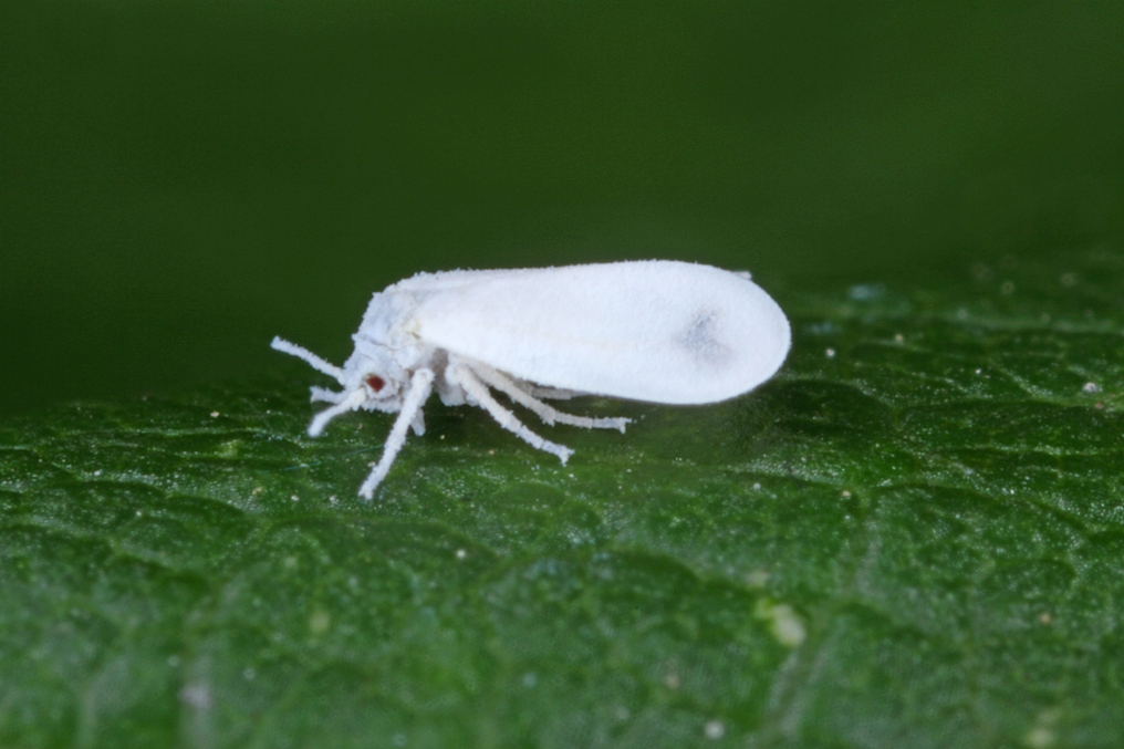 Musculița albă de seră (Trialeurodes vaporariorum)