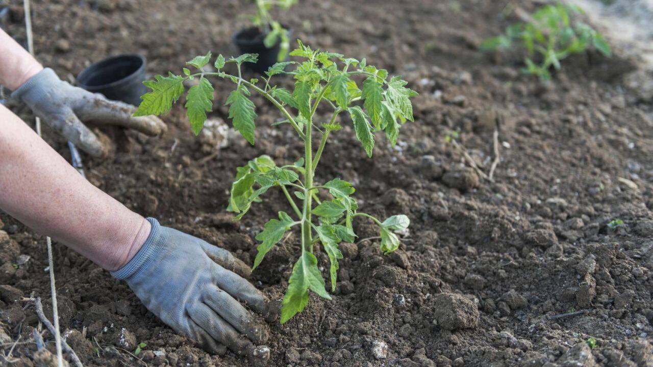 Preparing Seedlings and Disinfecting Greenhouses/Tunnels