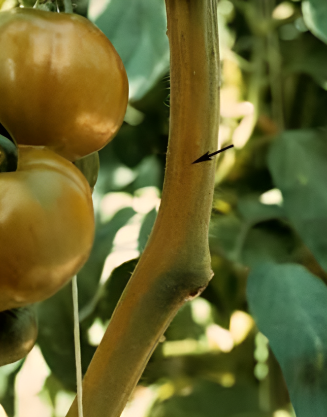 Tomato Root Rot Disease (Fusarium oxysporum f.sp. radicis-lycopersici)