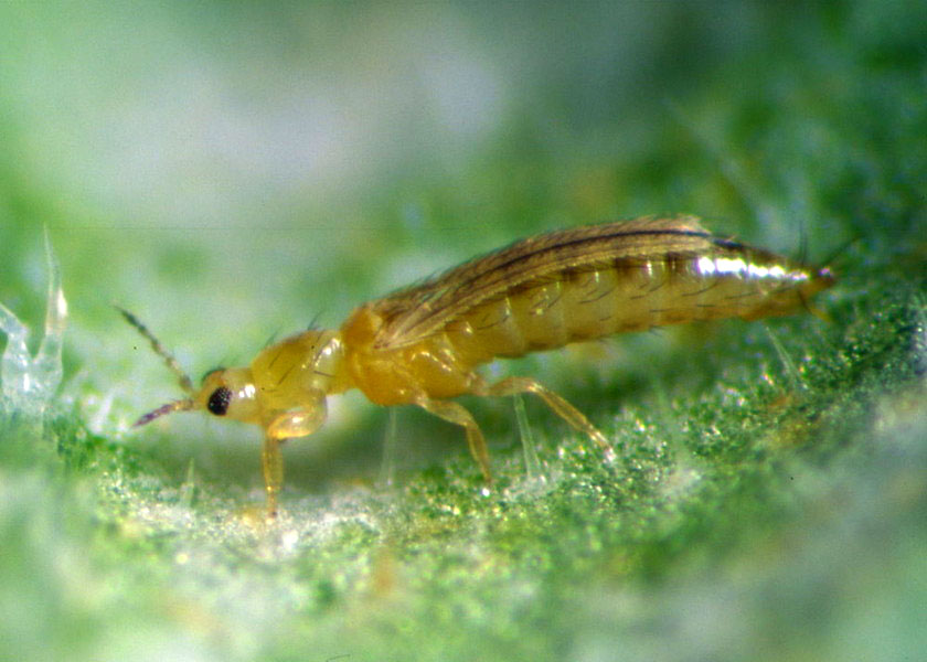 Thrips (Frankliniella occidentalis)