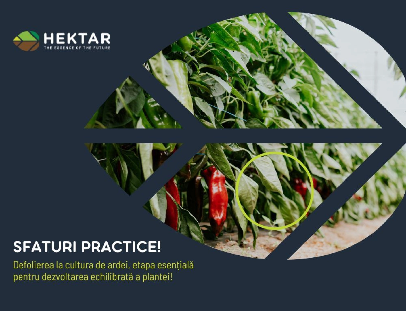 Defolierea la cultura de ardei, etapa esențială pentru dezvoltarea echilibrată a plantei!