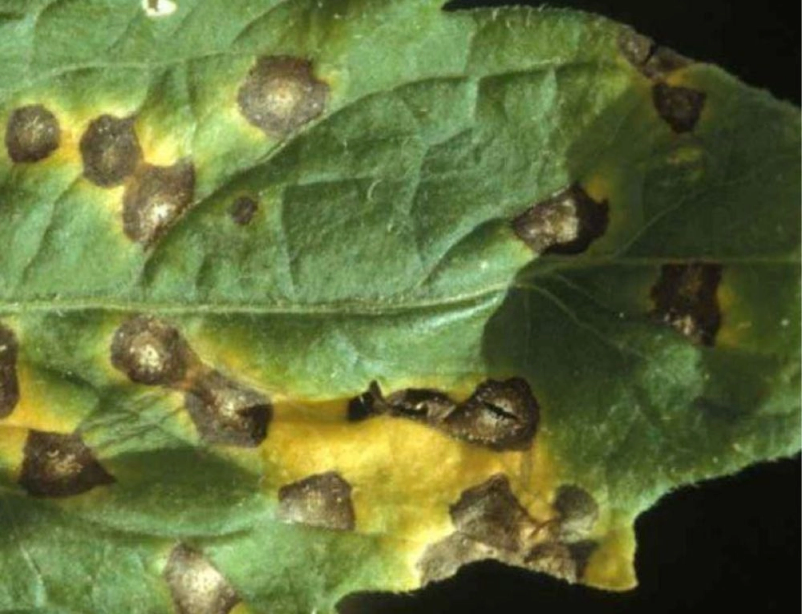 Pătarea albă a frunzelor de tomate – Septoria lycopersici