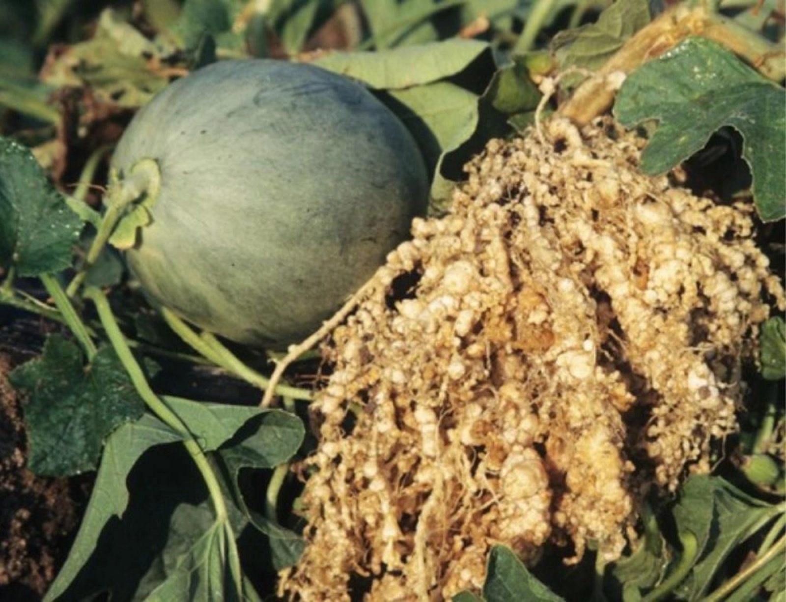 Nematodul rădăcinilor la cucurbitaceae – Meloidogyne incognita
