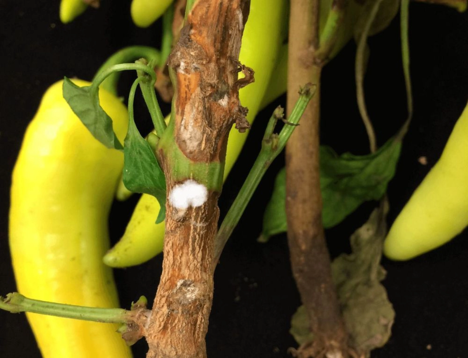 Putregaiul alb la ardei Sclerotinia sclerotiorum