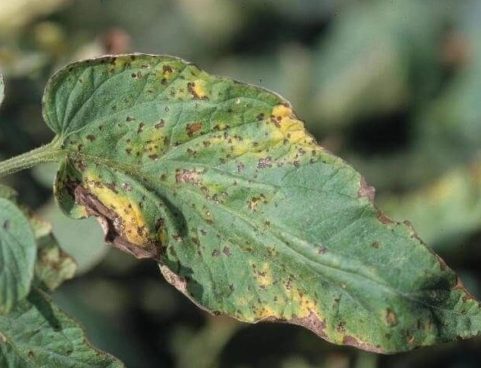 Pătarea pustulară a fructelor de tomate – Pseudomonas syringae