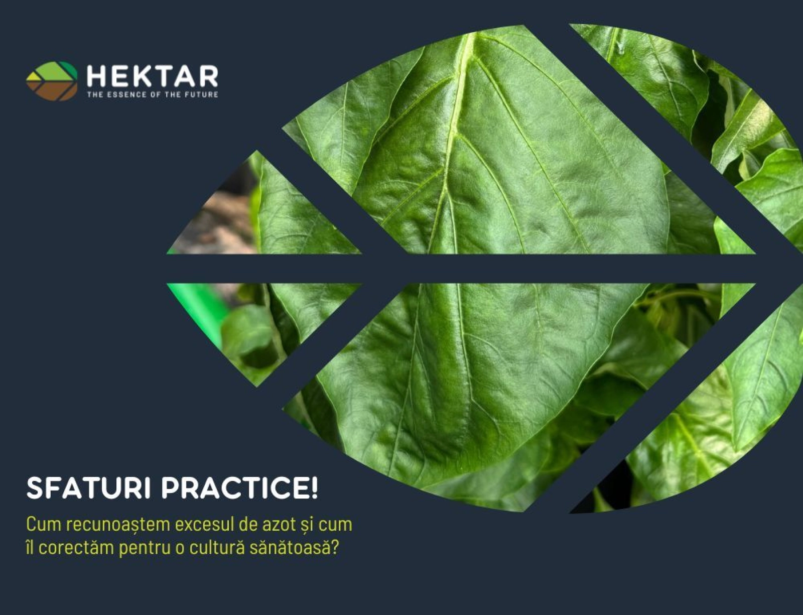 Cum recunoaștem excesul de azot și cum îl corectăm pentru o cultură sănătoasă?
