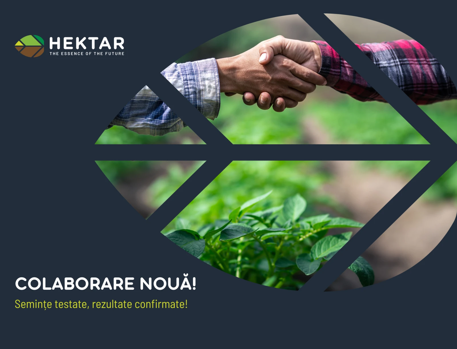 Hibrizi românești, semințe românești: colaborarea Hektar – Agromedic construită pe rezultate reale!