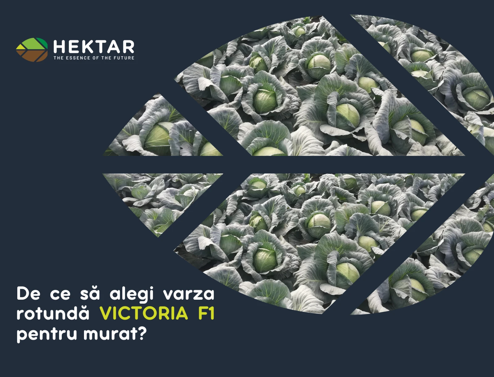 De ce să alegi varza rotundă VICTORIA F1 pentru murat?