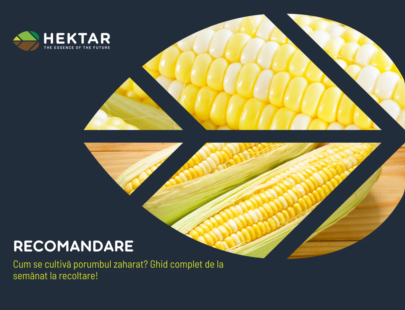 Cum se cultivă porumbul zaharat? Ghid complet de la semănat la recoltare!