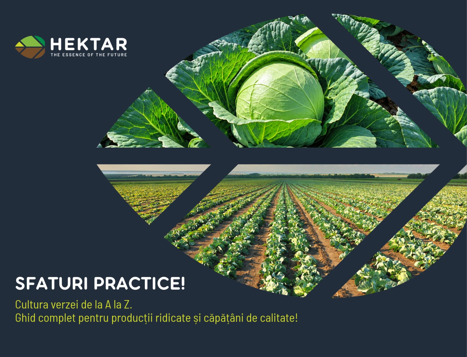 Cultura verzei de la A la Z. Ghid complet pentru producții ridicate și căpățâni de calitate.
