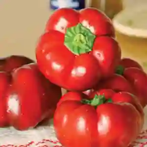 SCORILO F1