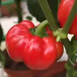 TIBERIUS F1