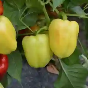 DACIANA F1