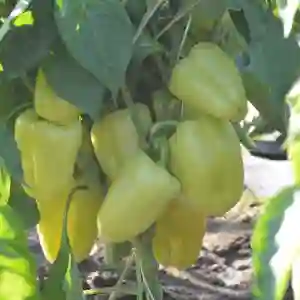 DACIANA F1