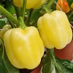 ALUTUS F1