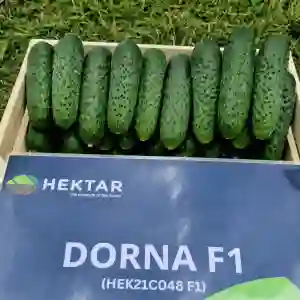 DORNA F1
