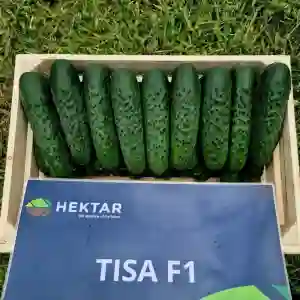 TISA F1