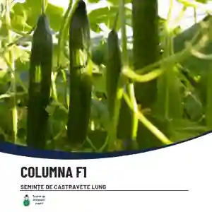 COLUMNA F1