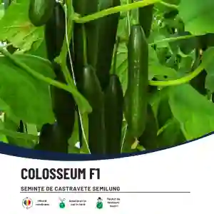 COLOSSEUM F1