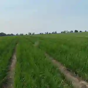 CEDONIA F1