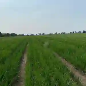 HISTRIA F1