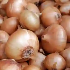 SENSHYU YELLOW