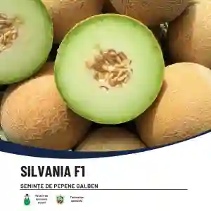 SILVANIA F1