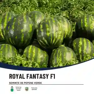 ROYAL FANTASY F1