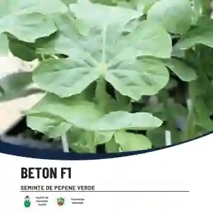 BETON F1
