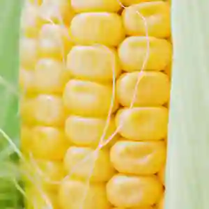 GLIKOS F1