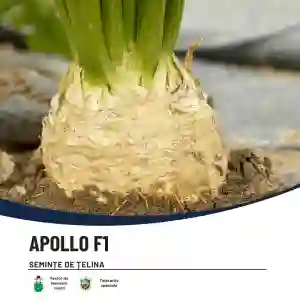APOLLO