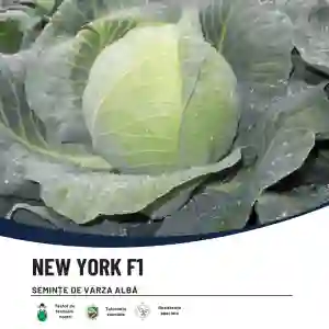 NEW YORK F1