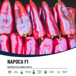 NAPOCA F1